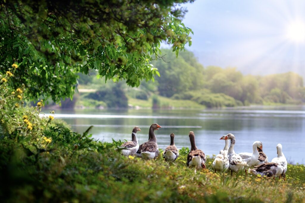 wild geese, birds, lake, geese, waterfowls, water birds, plumage, feathers, flock, wading, countryside, water, tree, aquatic animals, nature, birds, birds, birds, lake, lake, lake, lake, lake, geese, countryside