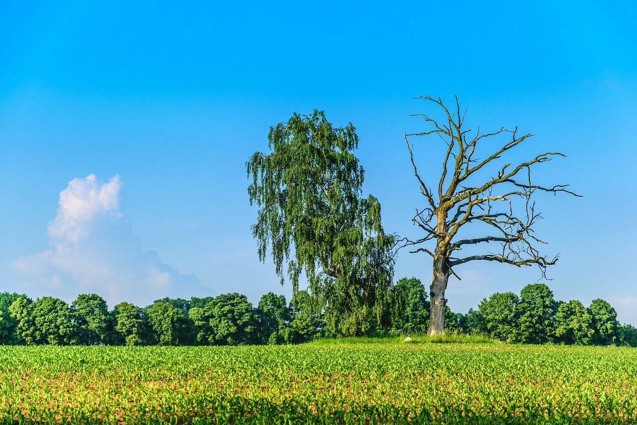 landscape, nature, forest, trees, dead tree, dead tree, dead tree, dead tree, dead tree, dead tree