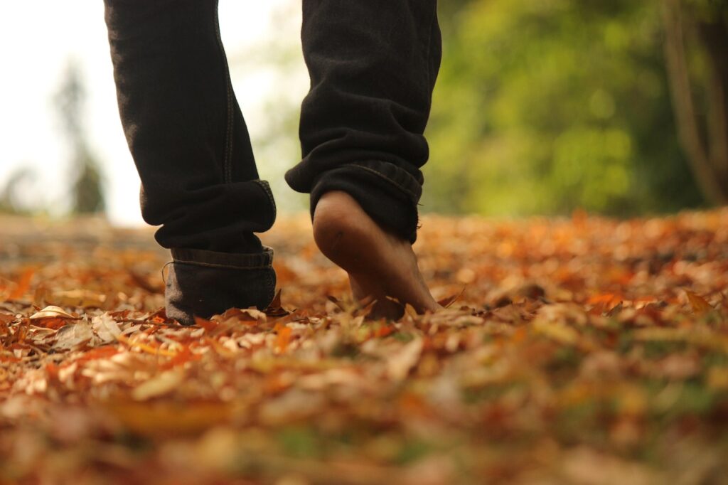 walk, woods, nature, leaves, nature walk, evening, brown walking