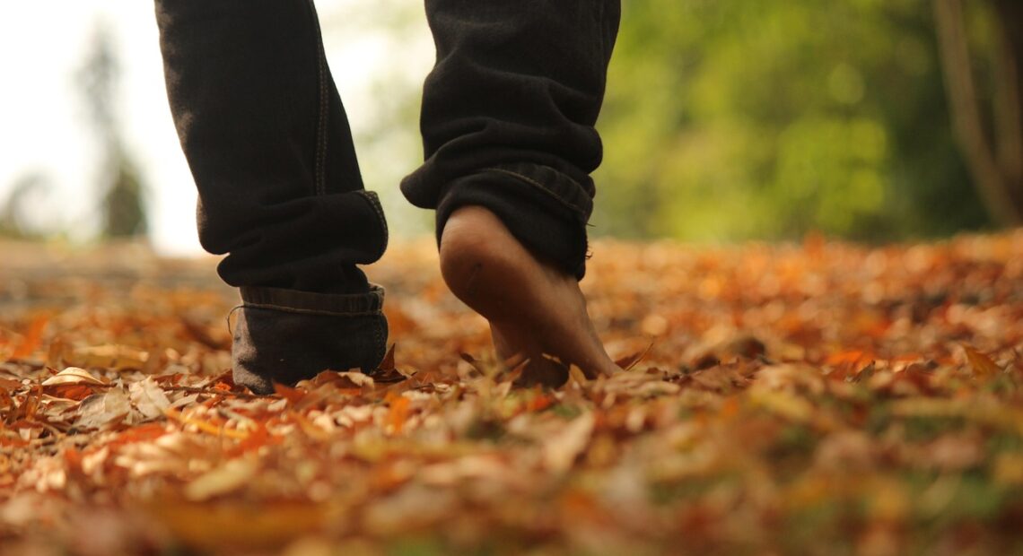 walk, woods, nature, leaves, nature walk, evening, brown walking