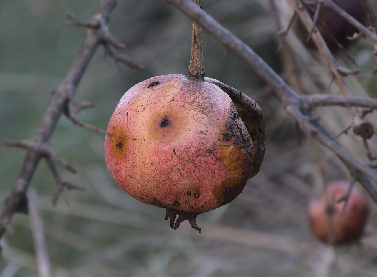 pomegranate, fruit, rotten, dried, wilted, branch, twigs, pomegranate tree, tree, winter, cold, nature, pomegranate, pomegranate, rotten, rotten, rotten, rotten, rotten