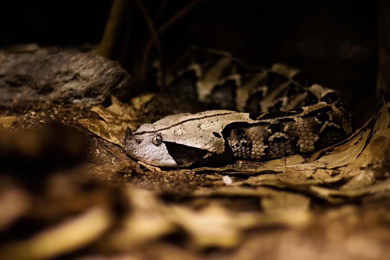 viper, snake, reptile, scales, poisonous, animal, hazardous, nature, brown, viper, viper, viper, snake, snake, snake, snake, snake