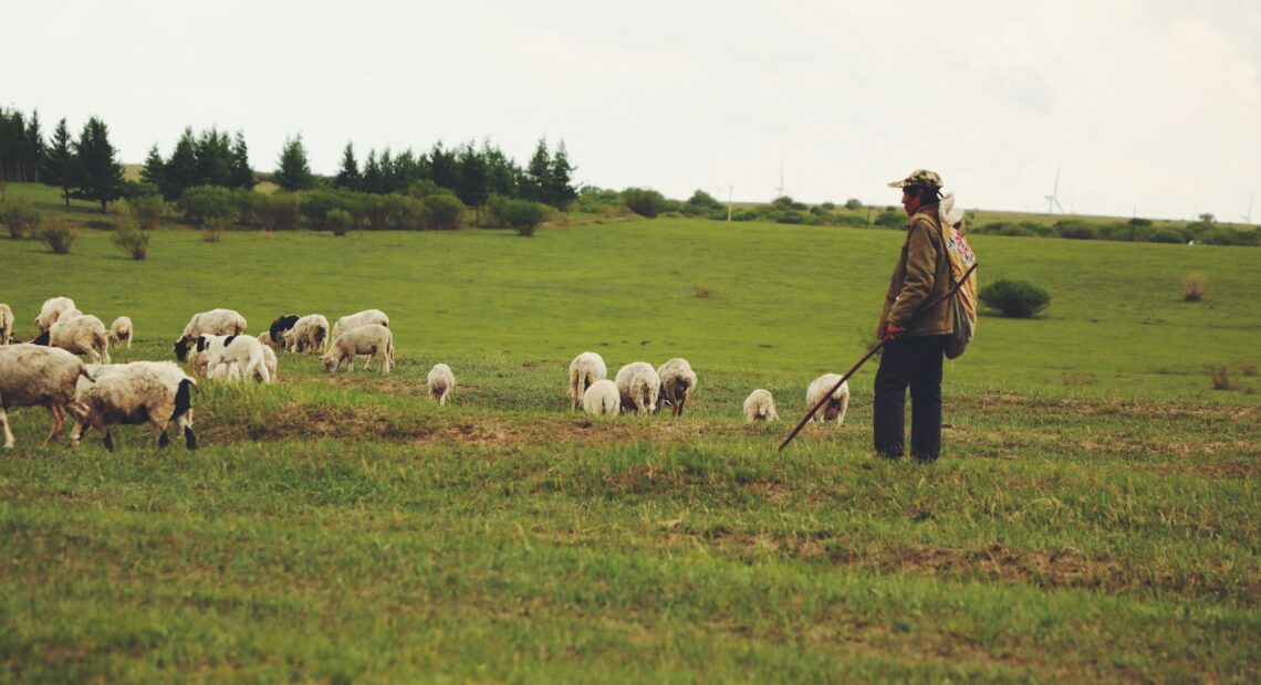 man in brown jacket standing on green grass field with white sheep during daytime