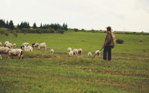 man in brown jacket standing on green grass field with white sheep during daytime