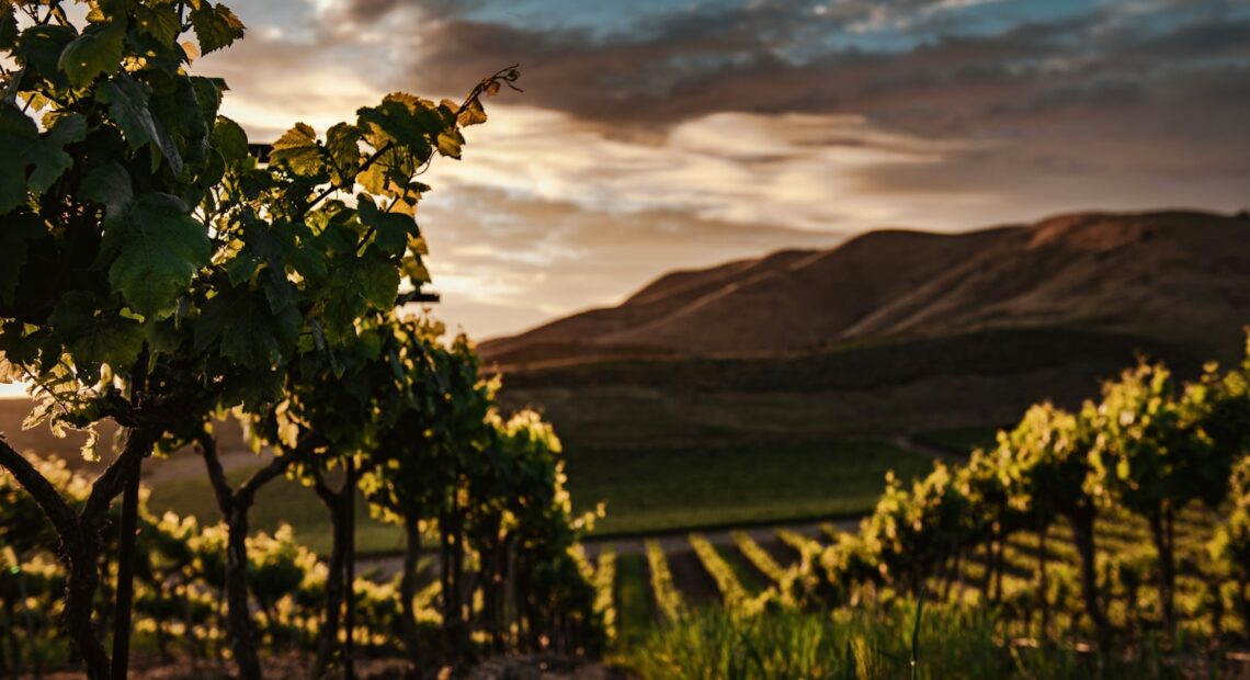 green leaf trees at daytime