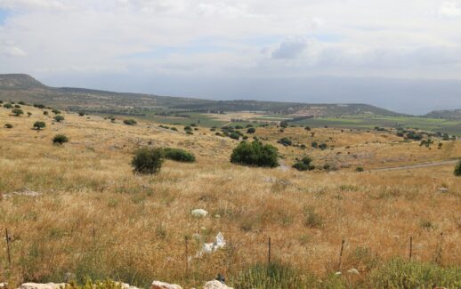 a grassy field with trees and mountains in the background